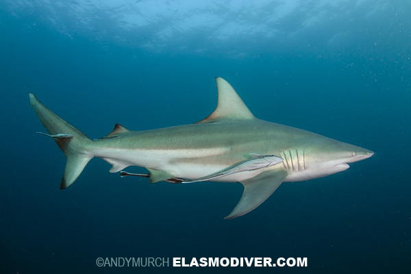 Blacktip shark